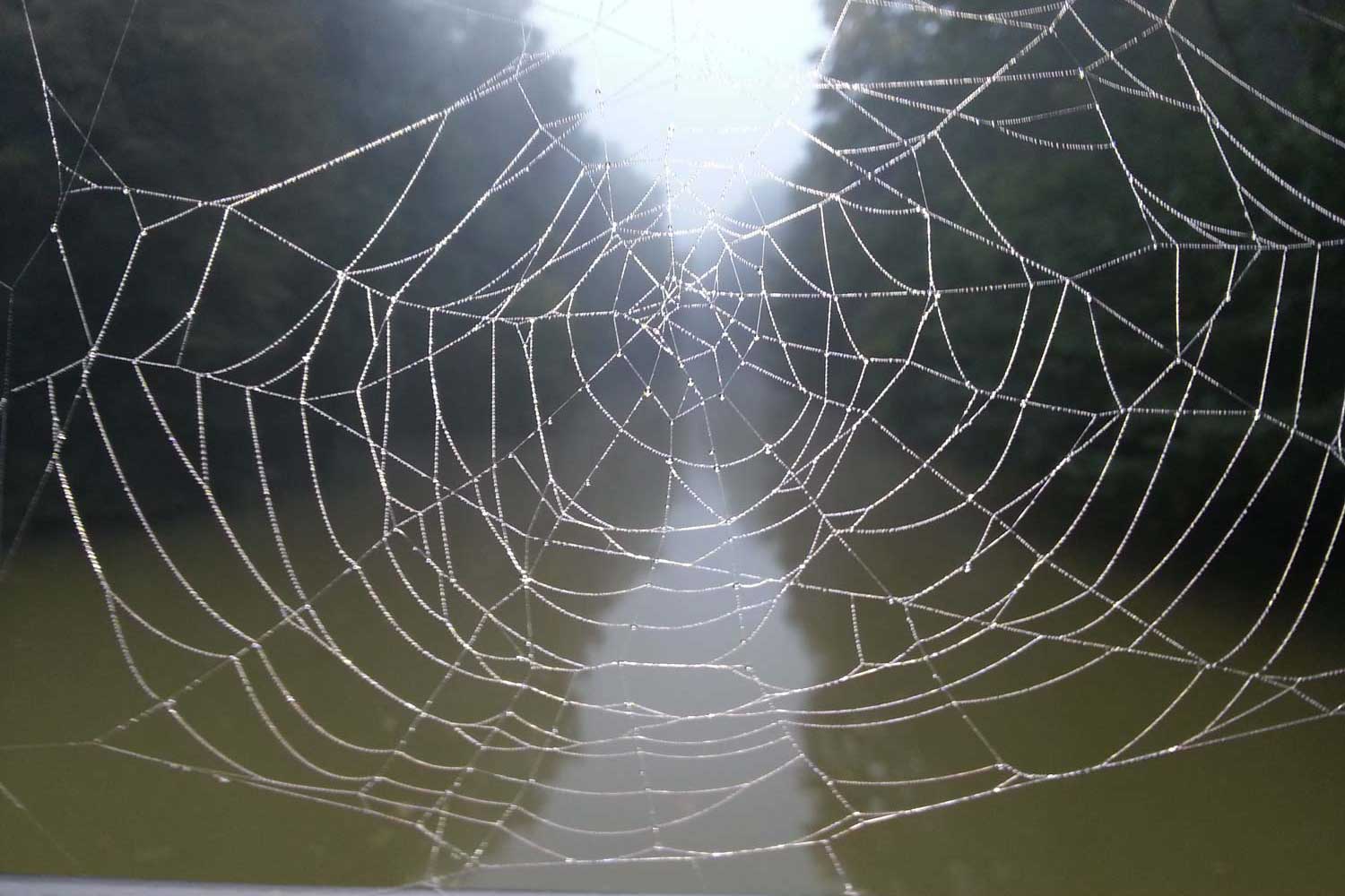 Morgentau in Spinnennetz