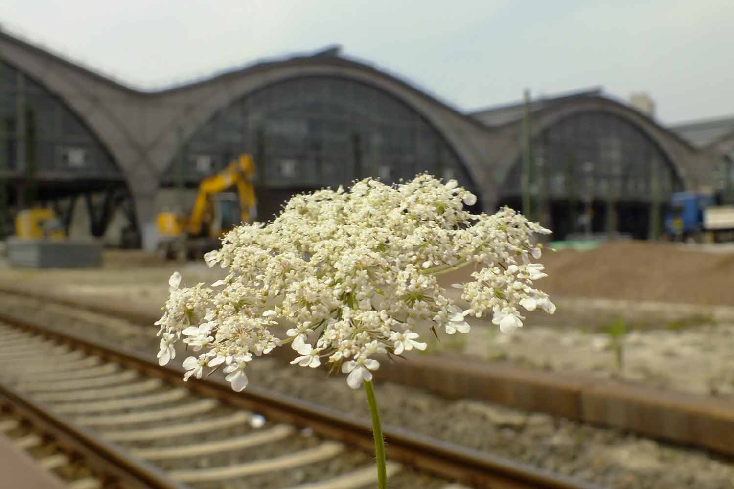 Blume am Bahnsteig