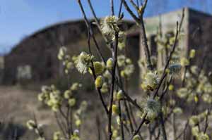 Zum Beitrag 'Frühling und Lost Places'